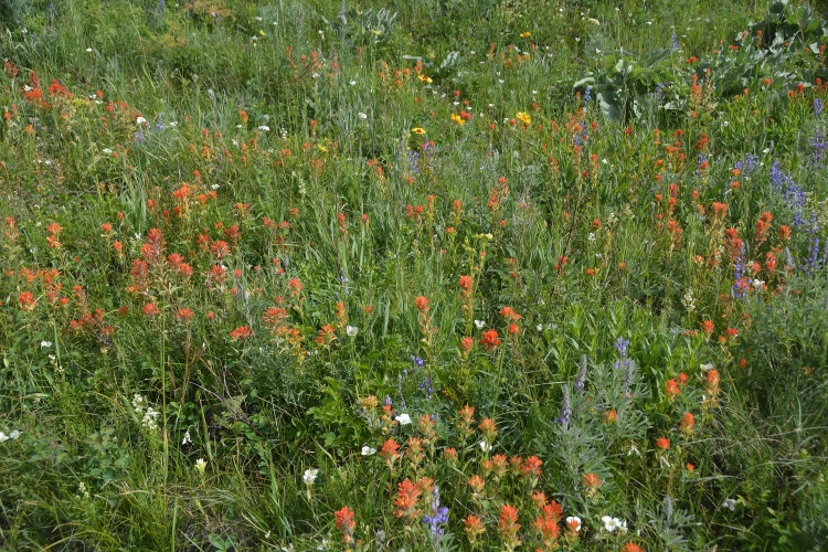 wildflowers